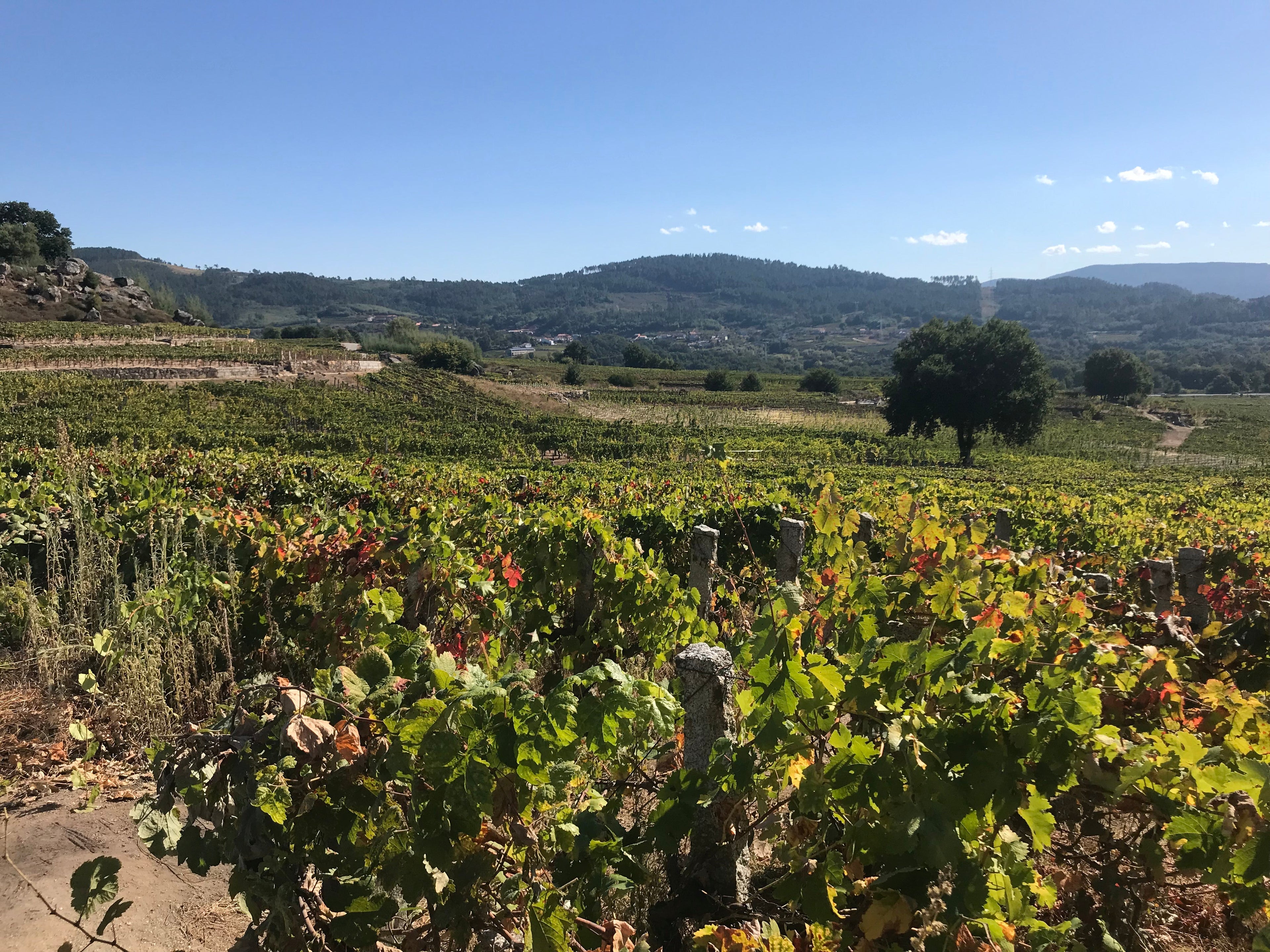 Jumilla