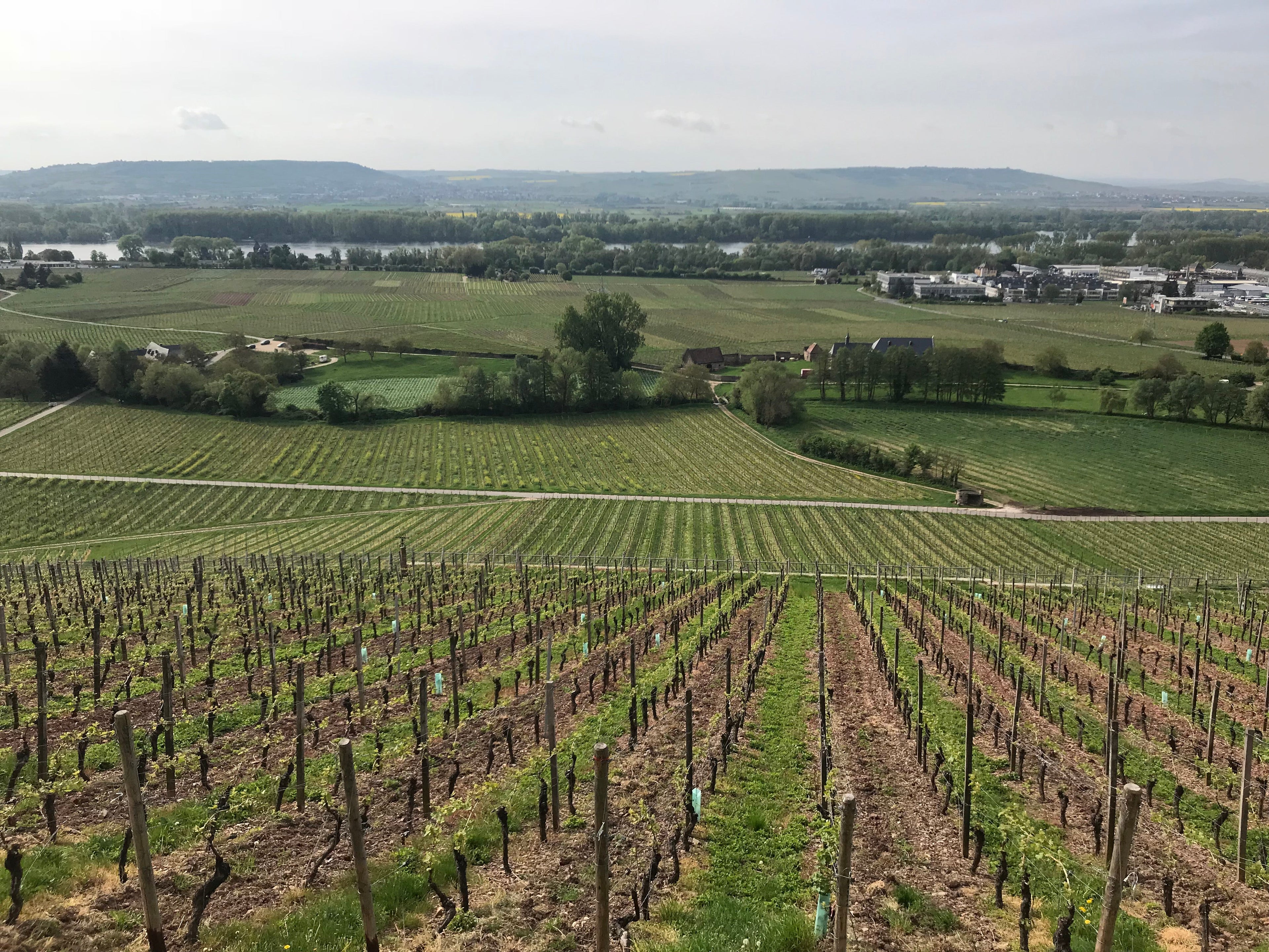 Rheingau