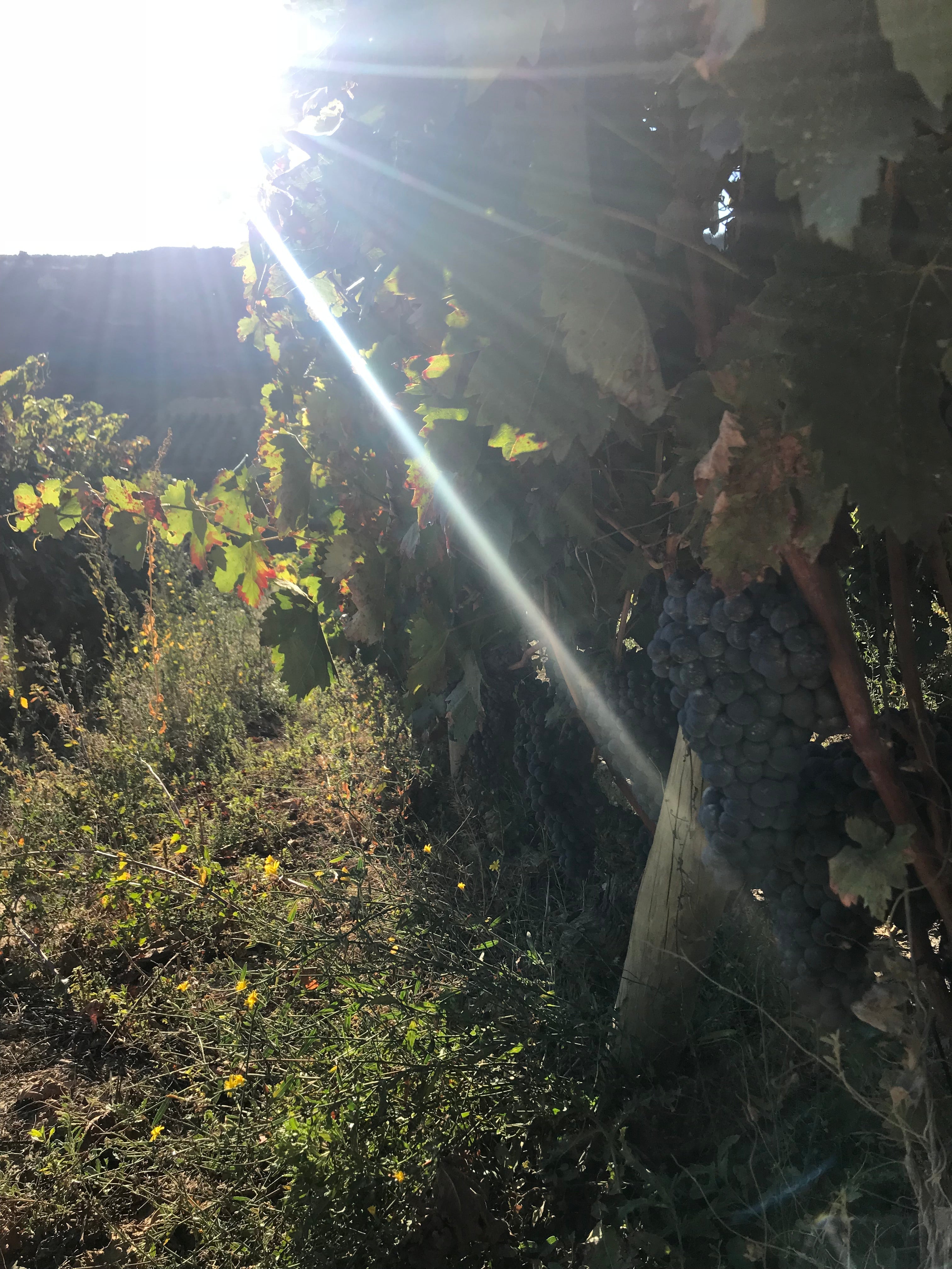 Rioja