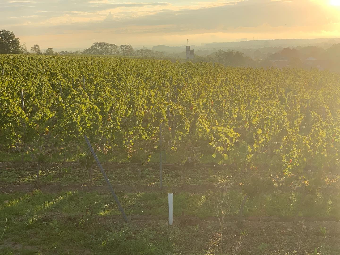 Rheinhessen